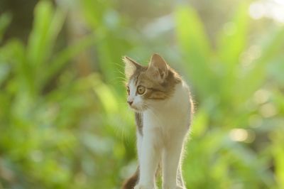 Close-up of a cat looking away