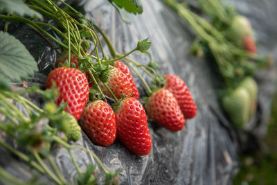 Close-up of strawberries