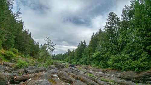 Scenic view of forest against sky