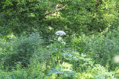 View of flower tree