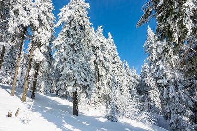 Snow covered pine trees against sky