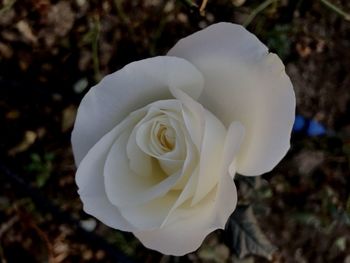 Close-up of white rose