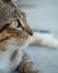 Close-up of a cat looking away