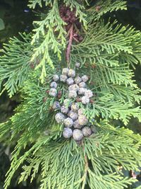 Close-up of berries growing on tree