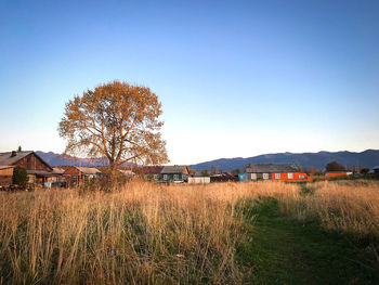 Trees and houses on field against clear blue sky