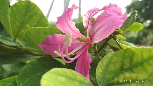 Close-up of pink flower blooming outdoors