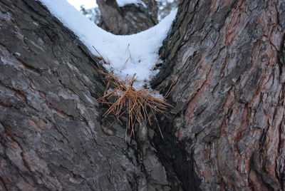 Close-up of tree trunk during winter