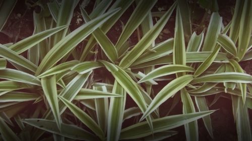 Full frame shot of plants