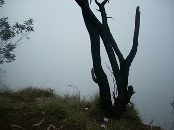 Silhouette tree against sky