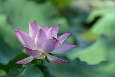 Close-up of pink water lily