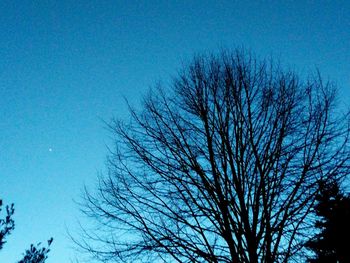 Low angle view of bare trees against blue sky