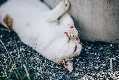 High angle view of cat lying on field