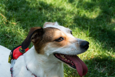 Close-up of dog looking away