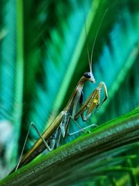 Close-up of insect on blade of grass