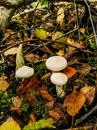 High angle view of mushrooms growing on field