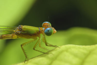 Close-up of insect on leaf