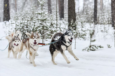 Dogs on snow covered land