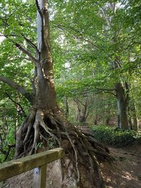 Trees in forest