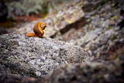 Close-up of lizard on rock