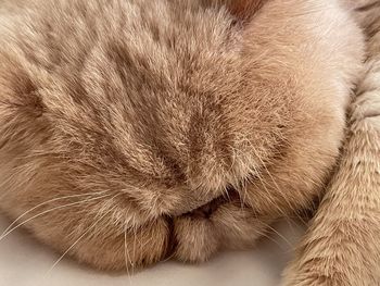 Close-up of a cat