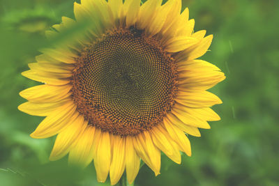 Close-up of sunflower