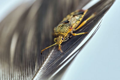Close-up of butterfly