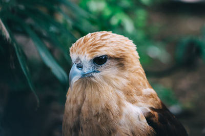 Close-up of a bird looking away