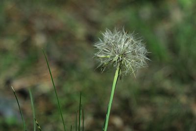 Close-up of dandelion flower