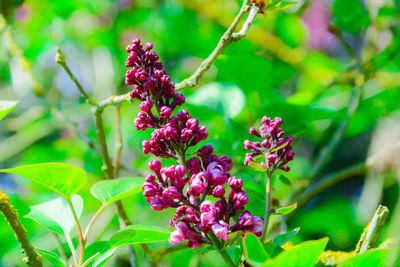 Close-up of pink flowers