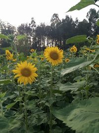 Close-up of yellow flowering plants