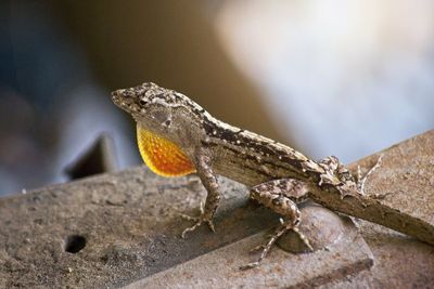 Close-up of lizard on rock