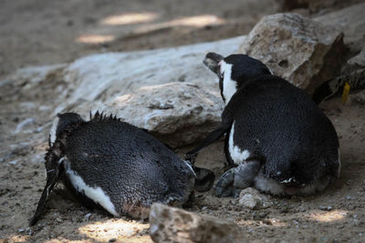 Penguins relaxing by rocks on field