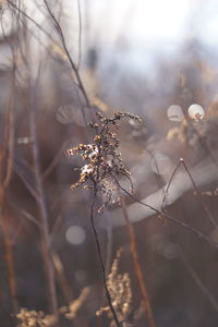 Close-up of wilted plant during winter