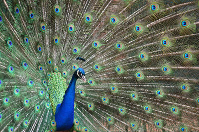 Close-up of peacock