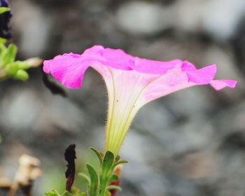 Close-up of pink flower blooming outdoors