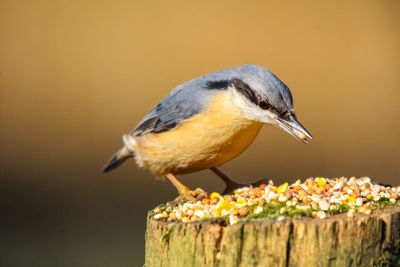 Close-up of bird perching on a wood