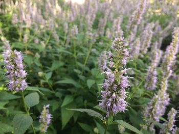 Close-up of purple flowers blooming outdoors