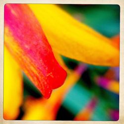 Close-up of yellow flower