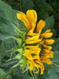 Close-up of yellow flower blooming outdoors