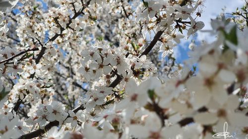 Close-up of white cherry blossom plant