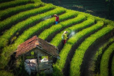 Panoramic shot of rice paddy