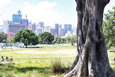 Trees in park against buildings in city