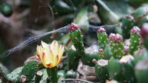 Close-up of flowering plant
