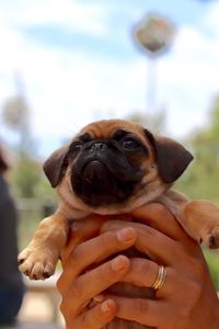 Close-up of man holding dog