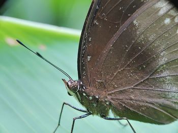 Close-up of butterfly on leaf