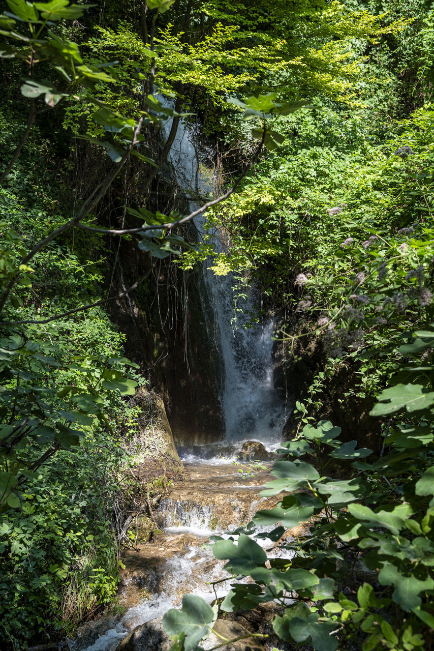 plant, waterfall, water, beauty in nature, tree, body of water, rainforest, forest, nature, scenics - nature, stream, land, motion, green, flowing water, natural environment, water feature, growth, jungle, woodland, watercourse, environment, no people, leaf, vegetation, river, day, creek, long exposure, non-urban scene, rock, outdoors, foliage, lush foliage, flowing, autumn, tranquility, blurred motion, old-growth forest, plant part, idyllic, wilderness, tranquil scene, state park, sunlight, travel destinations