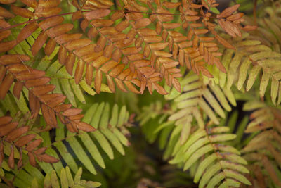 Close-up of autumn leaves