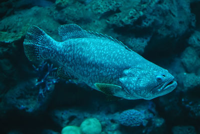 Close-up of fish swimming in sea