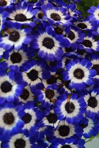 High angle view of purple flowering plants