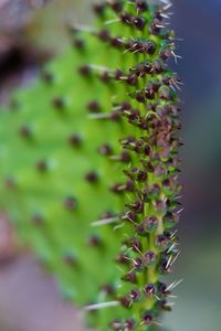 Close-up of succulent plant